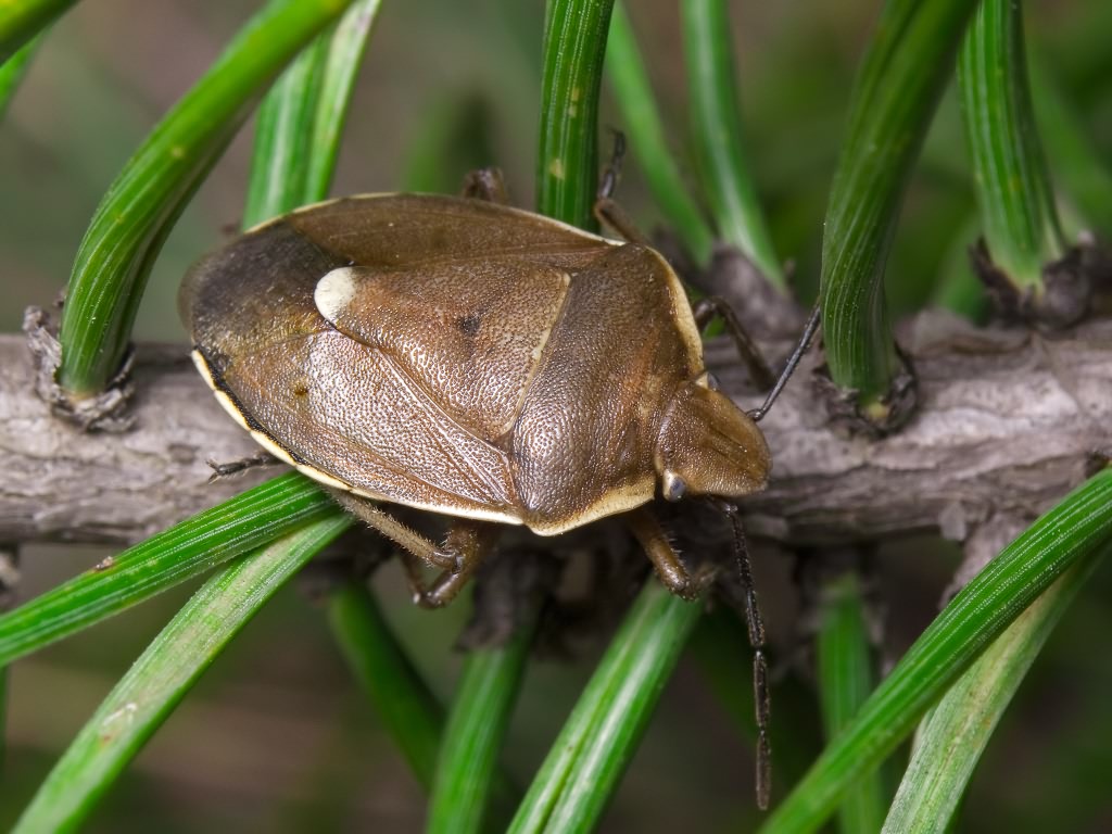 Chlorochroa pinicola (Mulsant & Rey, 1852)